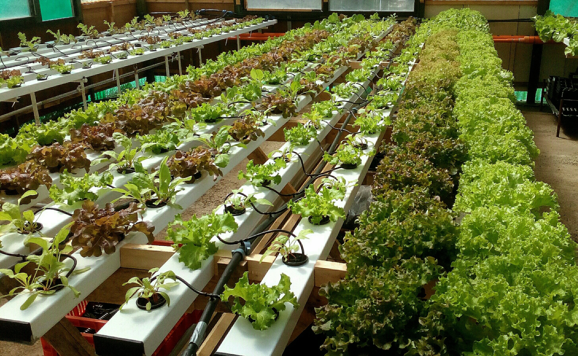 insalate in crescita e pronte alla raccolta nel nostro sistema idroponico a circuito chiuso